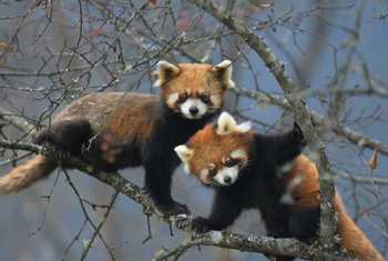 Red Pandas (Hugh Lansdown)