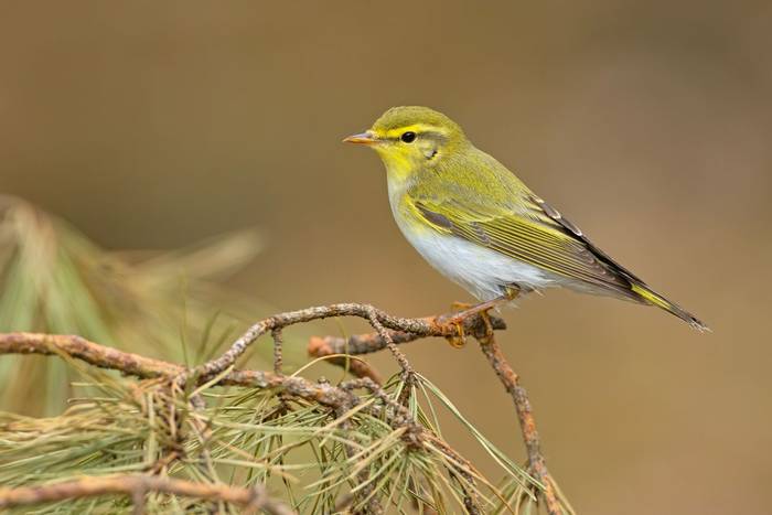 Wood Warbler