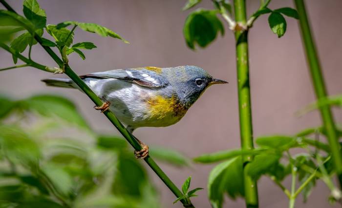 Northern Parula, Ohio shutterstock_1330690559.jpg