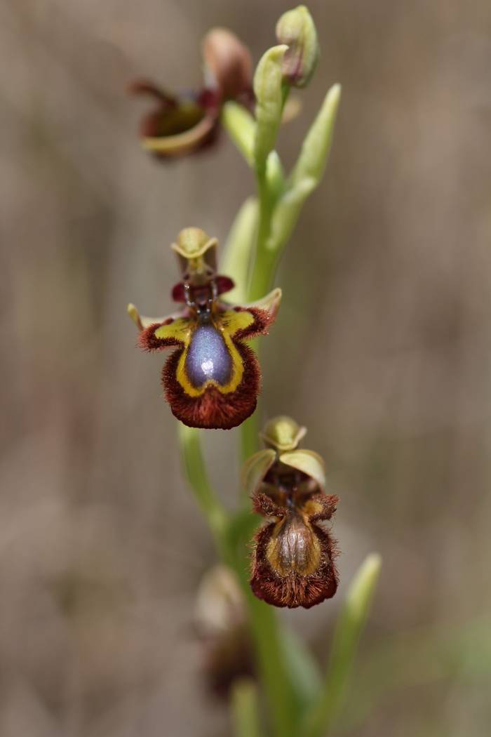 Mirror Orchid