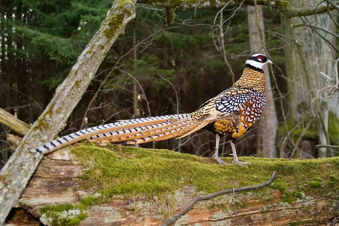 Reeves's Pheasant, China shutterstock_3017889.jpg