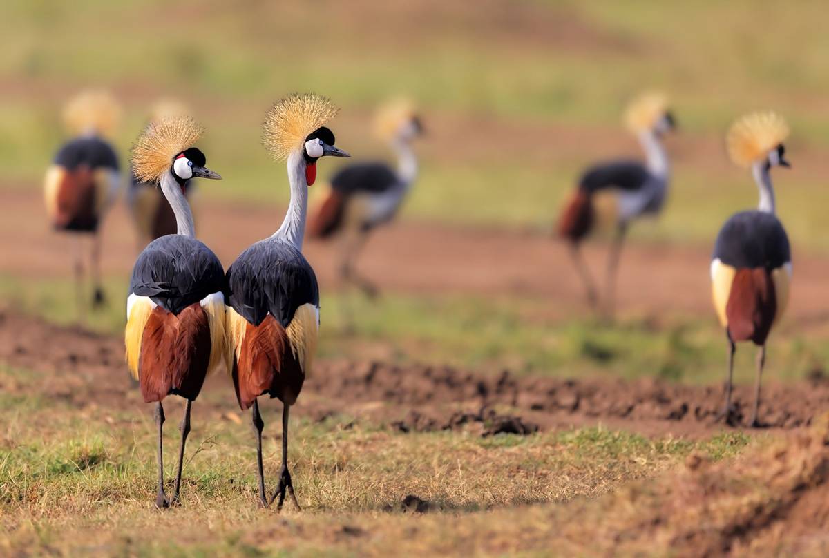 Grey-crowned-Crane,-Kenya-shutterstock_241929190.jpg