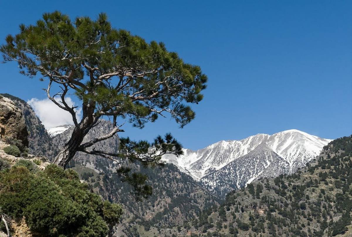 Turkish Pine, White Mountains, Crete Shutterstock 1099272311