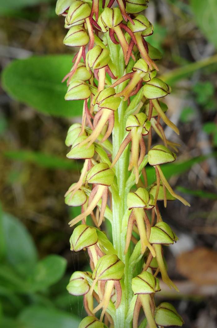 Man Orchid, Orchis anthropophora (Julian Comrie).jpg