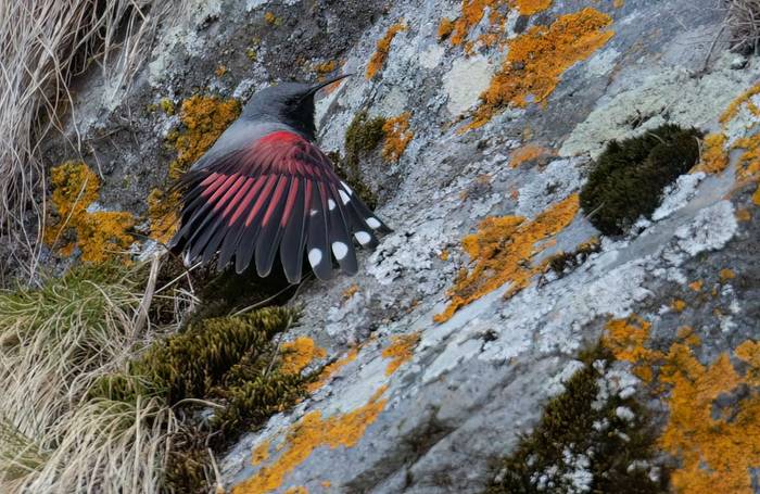 Wallcreeper © Chris Griffin, April 2025