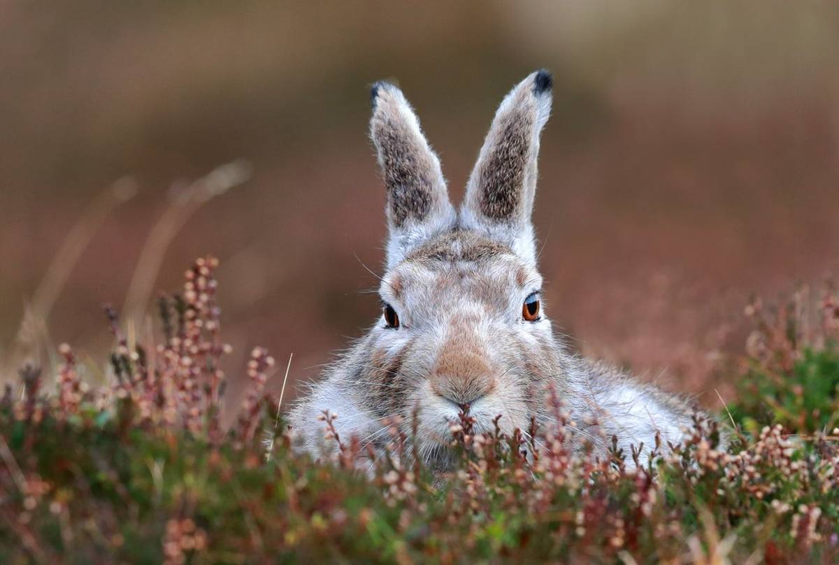 Mountain Hare, Scotland shutterstock_527815387.jpg