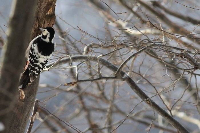 White-backed Woodpecker (Jan Kelchtermans)