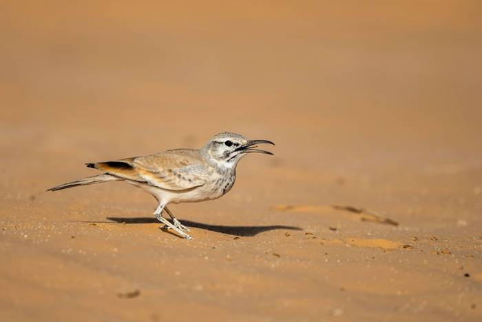 Greater Hoopoe-lark