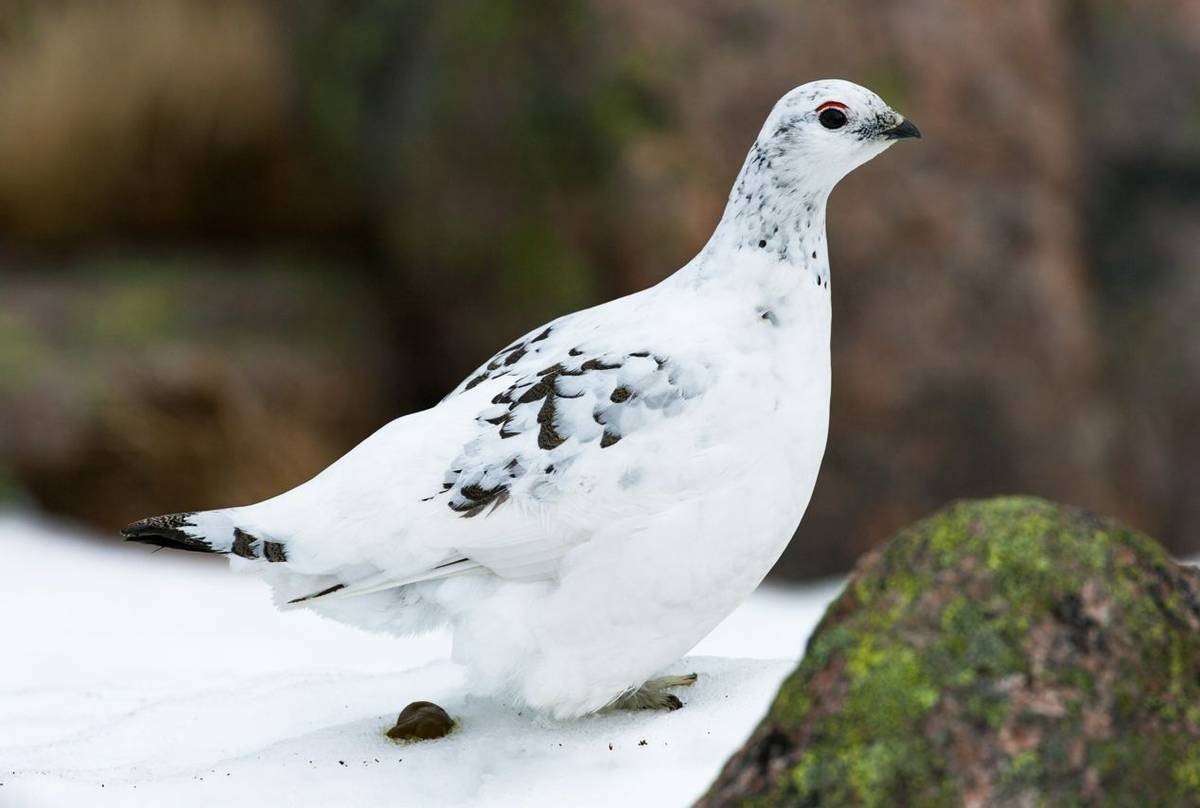 Rock ptarmigan Lagopus muta, adult female, in transitional plumage, Derry Cairngorm, Scotland, UK, March