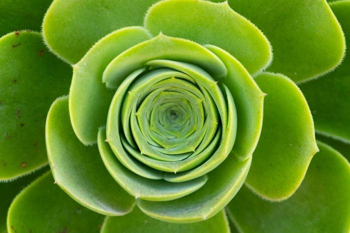 Succulent, Isles of Scilly (Sara Frost).jpg