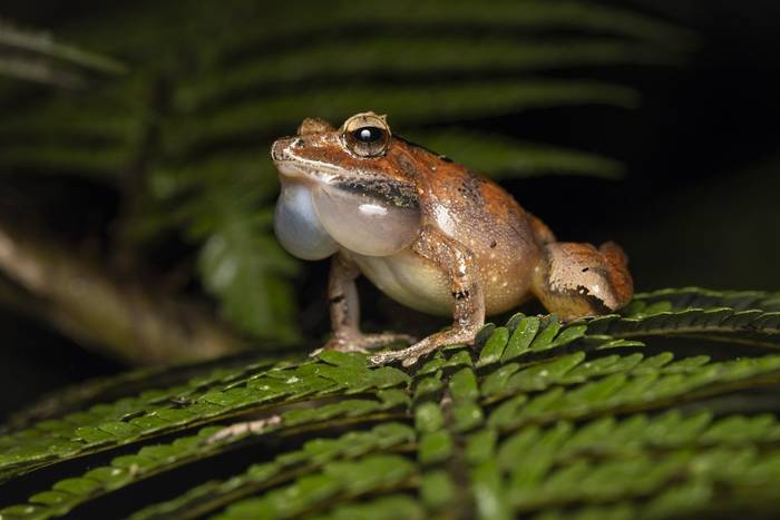 Fiery Bright-eyed Frog (Oliver Smart)