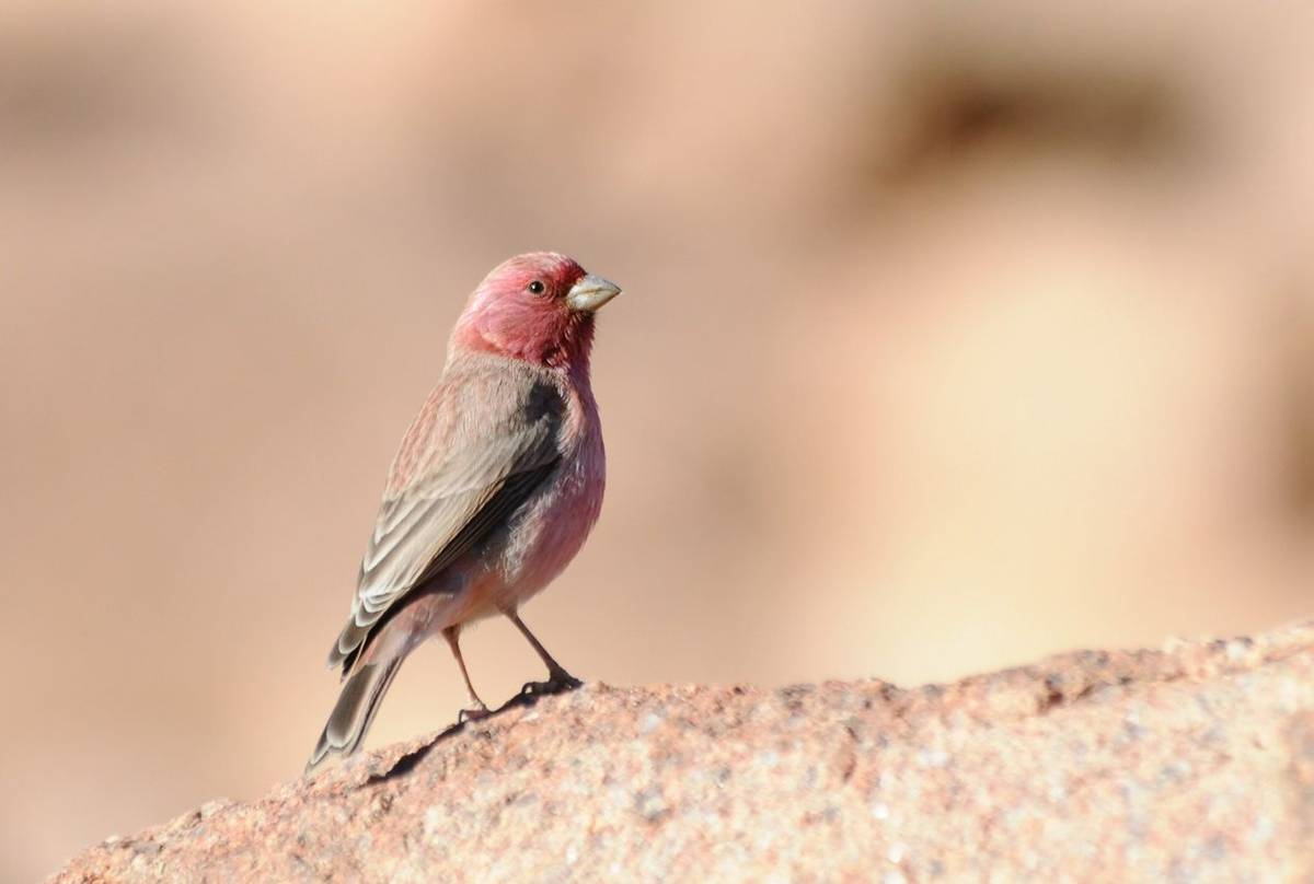 Sinai Rosefinch shutterstock_387952876.jpg