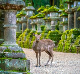 Osaka and Nara Day Trip