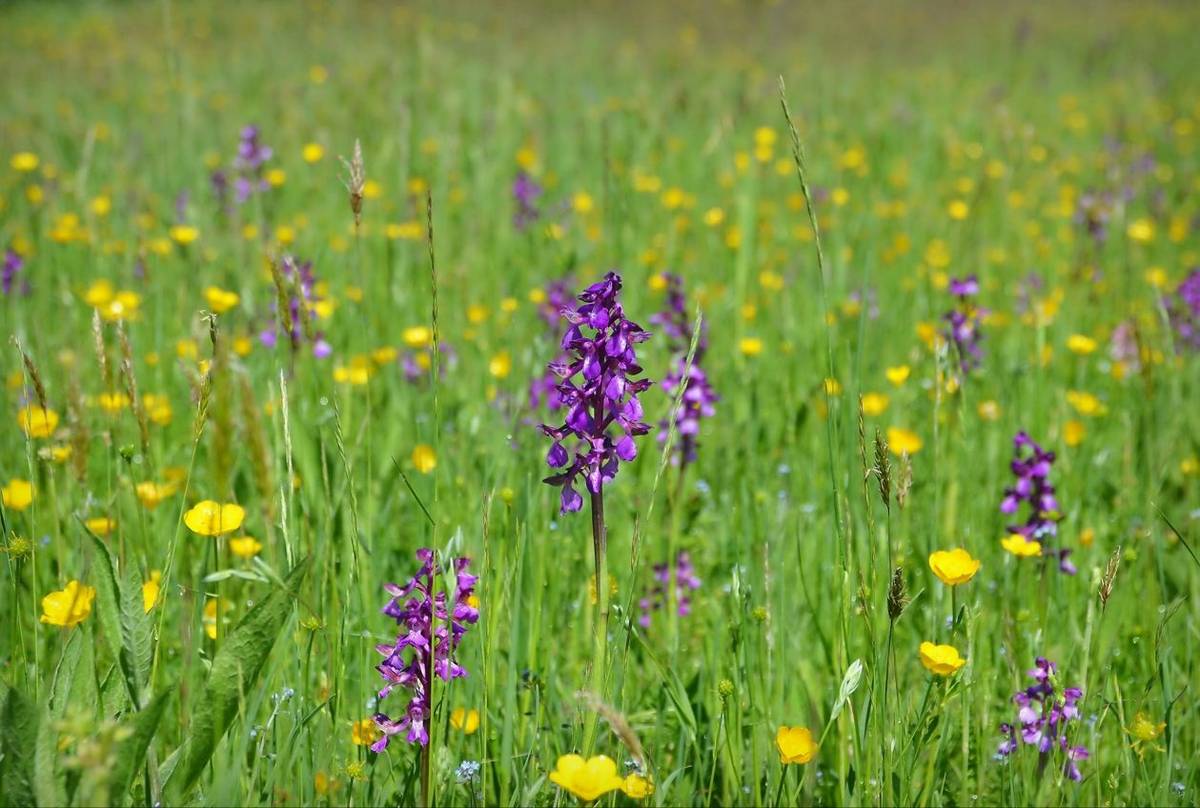 Green-winged Orchid shutterstock_196859360.jpg