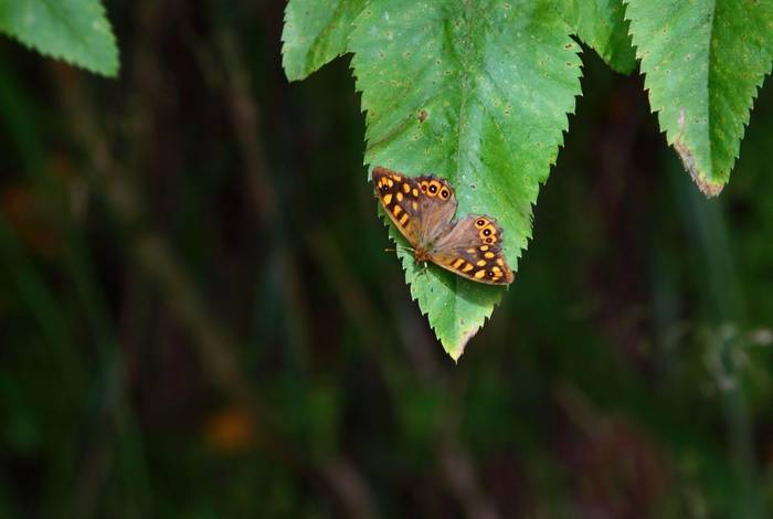 Madeiran Speckled Wood shutterstock_1525673108.jpg