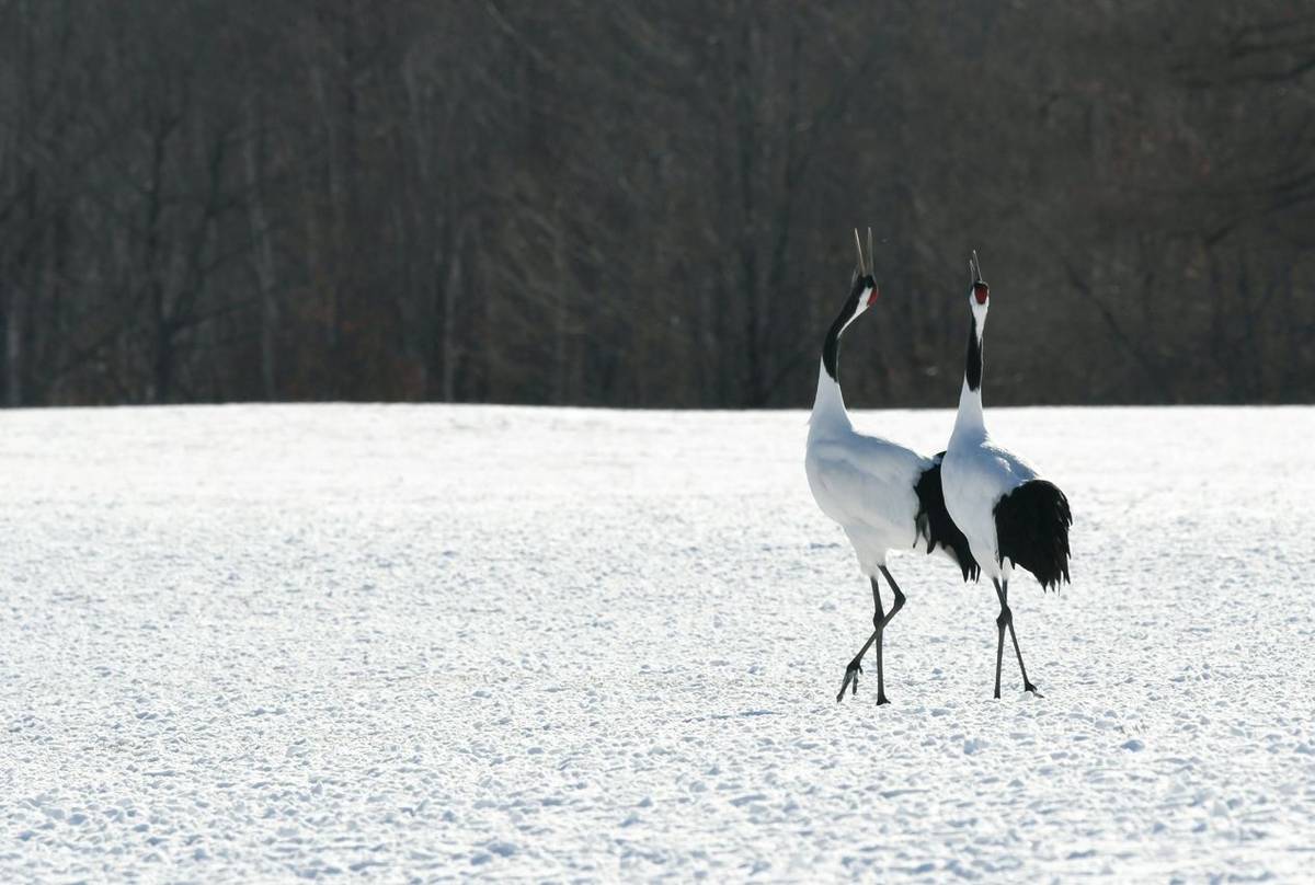 Red-crowned Crane