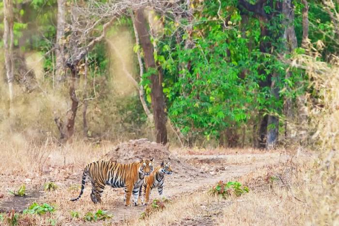 Bengal Tigers In Bandhavgarh National Park, India. Shutterstock 248721178