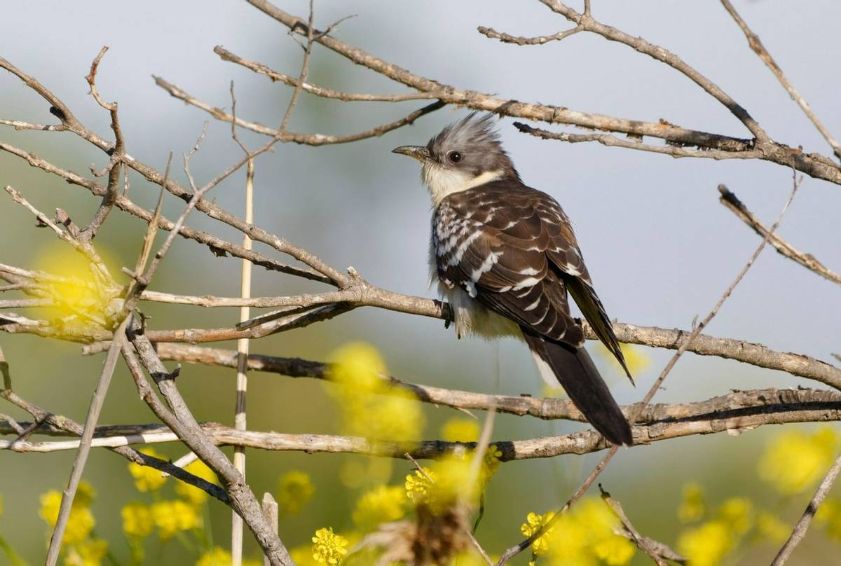 Great Spotted Cuckoo Shutterstock 1067276762