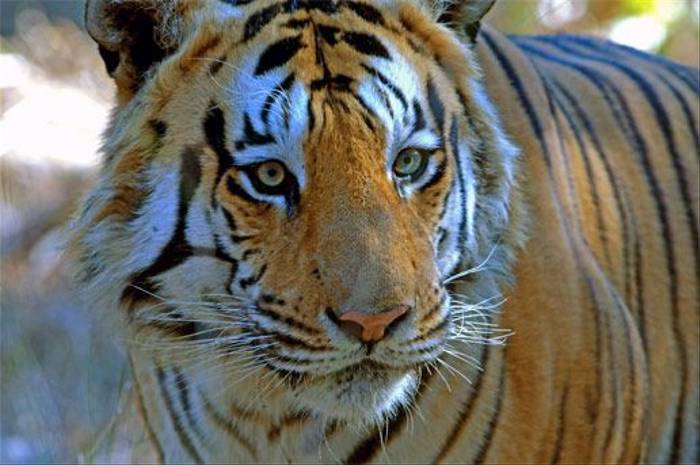 Tiger (Peter Johnson)