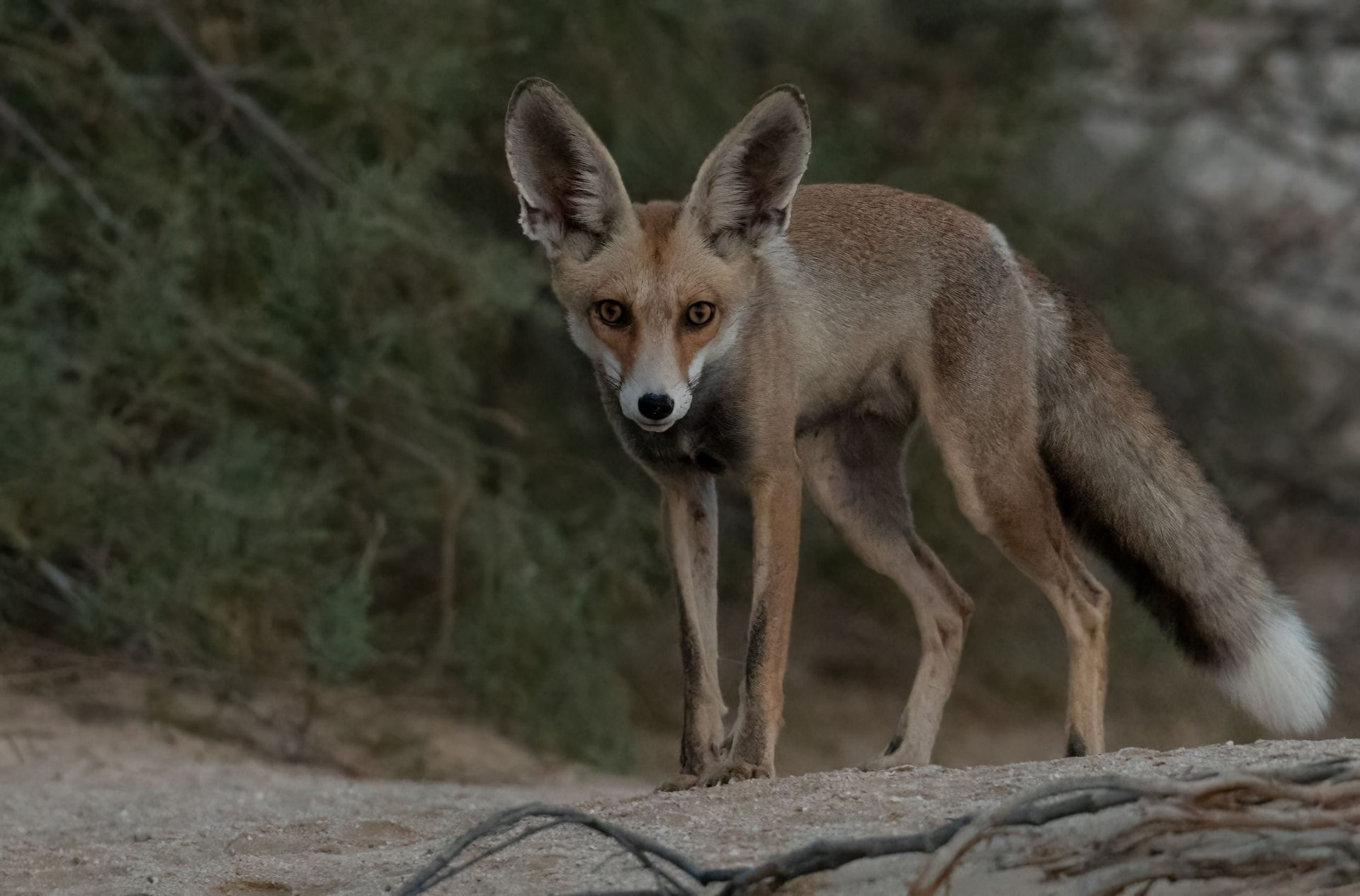 Arabian Red Fox Image