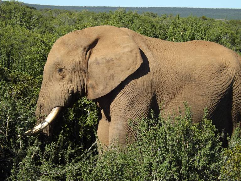 Elephant in the Addo National Park