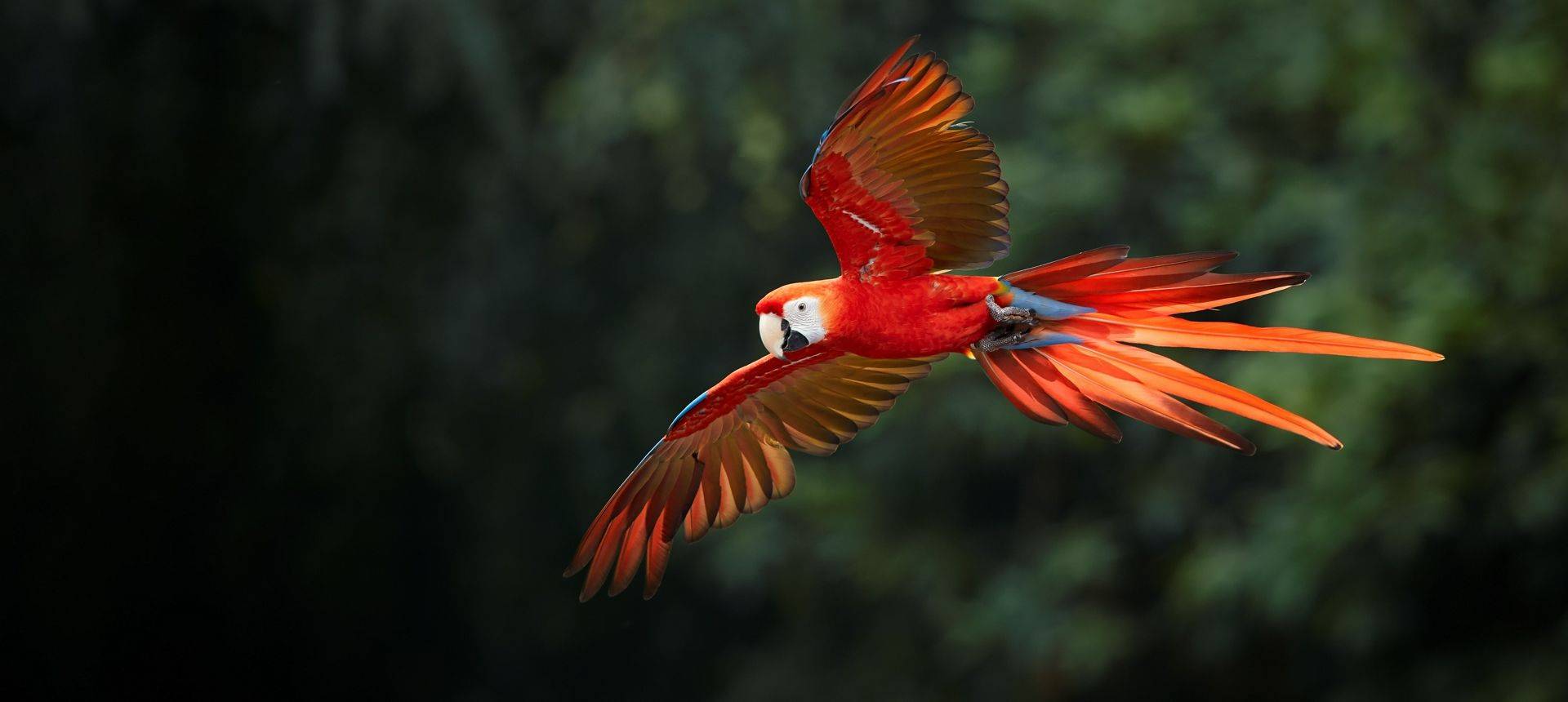 Naturetrek Wildlife Holidays The Best Of Southern Costa Rica