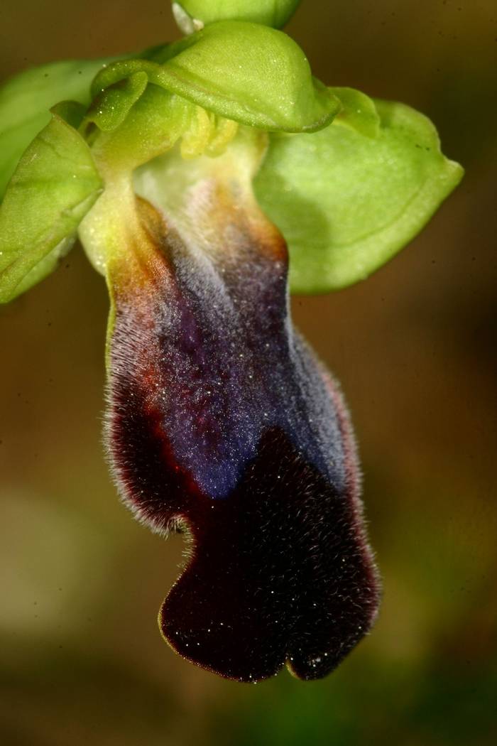 Ophrys eleonorae © Mr R. Ouni