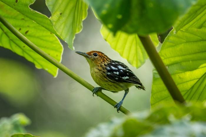 Guianan Streaked-Antwren © A J Bradshaw, March 2026 tour