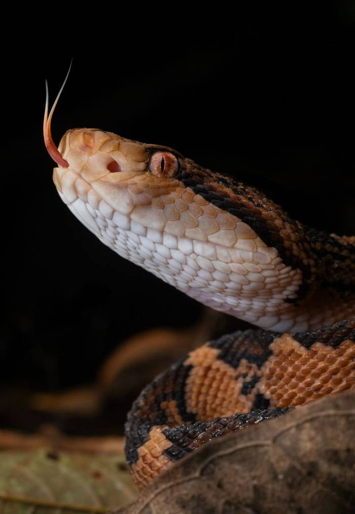 Bushmaster (Lachesis muta) © Sandro Perez Veltman