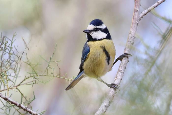 African Blue Tit © Dave Jackson, November 2025 tour
