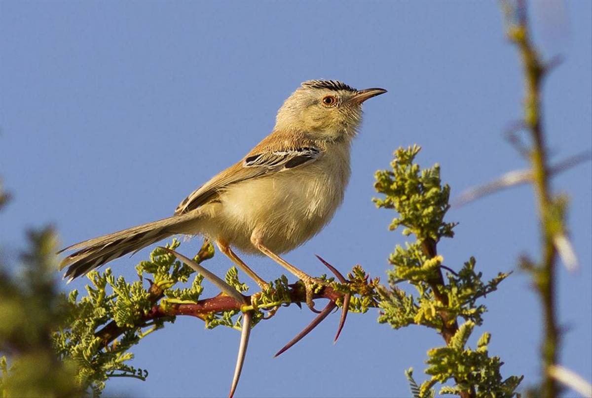 Cricket Longtail_ Javi Elorriaga.jpg