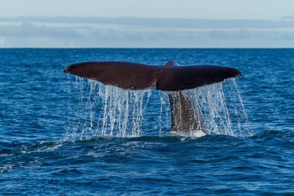 Sperm Whale fluke