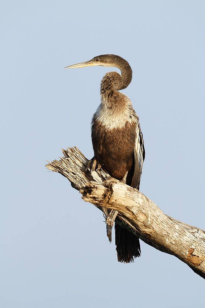 Anhinga (Kevin Elsby)