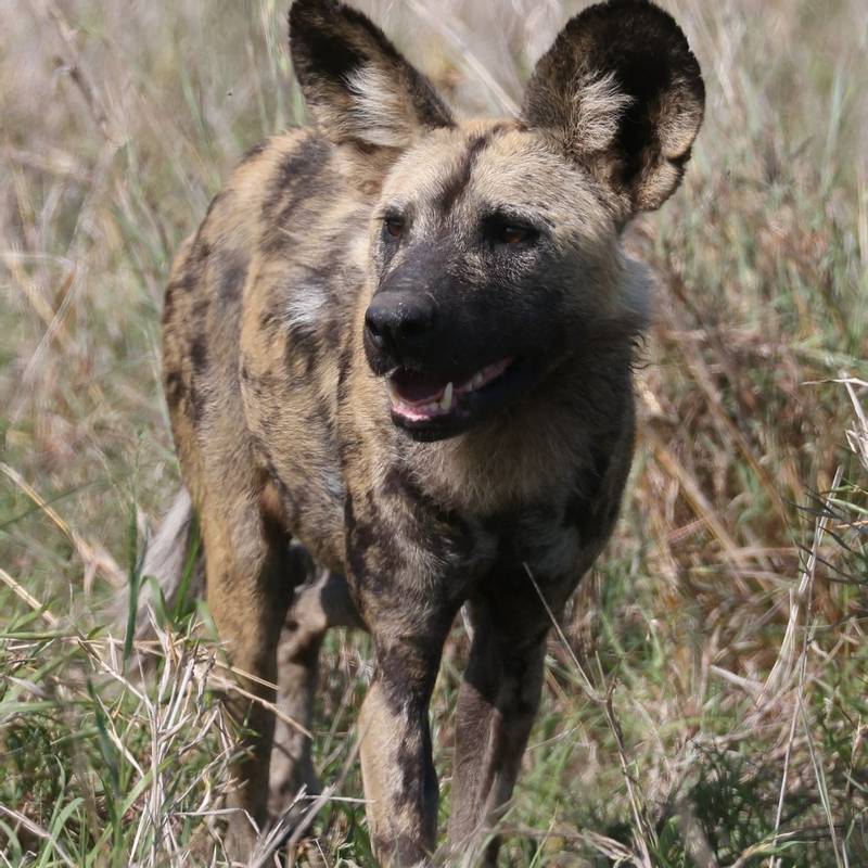 African Wild Dog