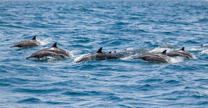 Spinner Dolphins, Oman shutterstock_2153959445.jpg