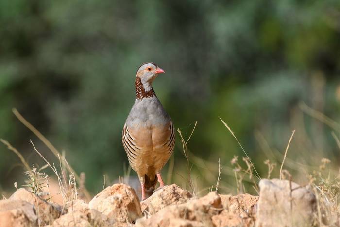 Barbary Partridge