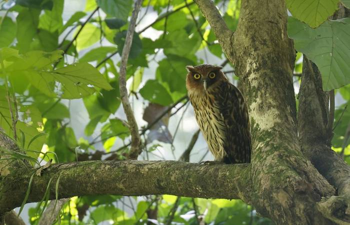 Philippine Eagle Owl (Luzon)