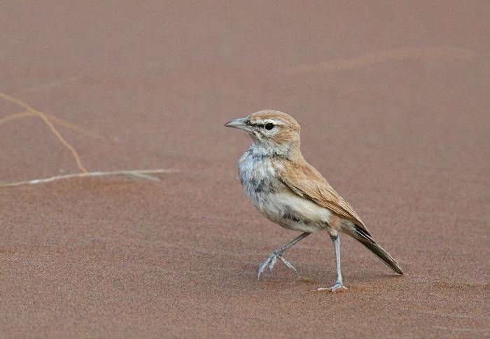 Dune Lark