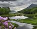 Rhododendron flowers at the River Leven at the Head of Loch Leven in Kinlochleven with Mam na Gualainn ridge Scottish Highla…