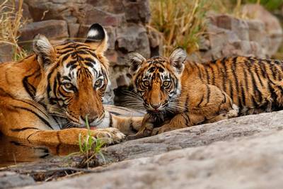 Nepal on course to double Tiger numbers within 10 years!