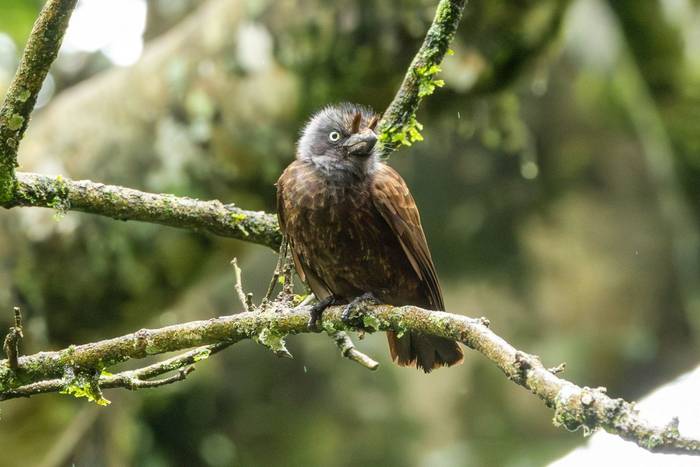Grey-throated Barbet © Carole and David Clarke, February 2026 tour