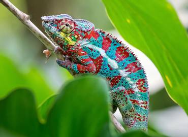 The Reptiles & Amphibians of Madagascar