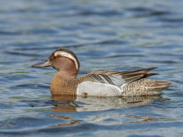 Garganey shutterstock_1636273231.jpg