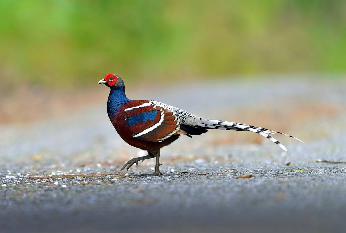 Mrs Hume's Pheasant