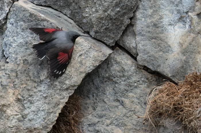 Wallcreeper © Chris Griffin, April 2025