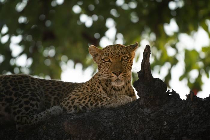 Leopard © Will Crombie, October '25 tour (1).jpg