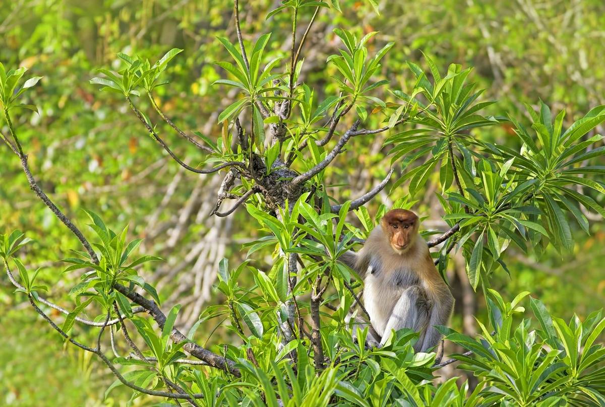 Proboscis Monkey Borneo Shutterstock 157599356