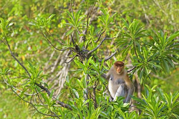 Proboscis Monkey Borneo  Shutterstock 157599356