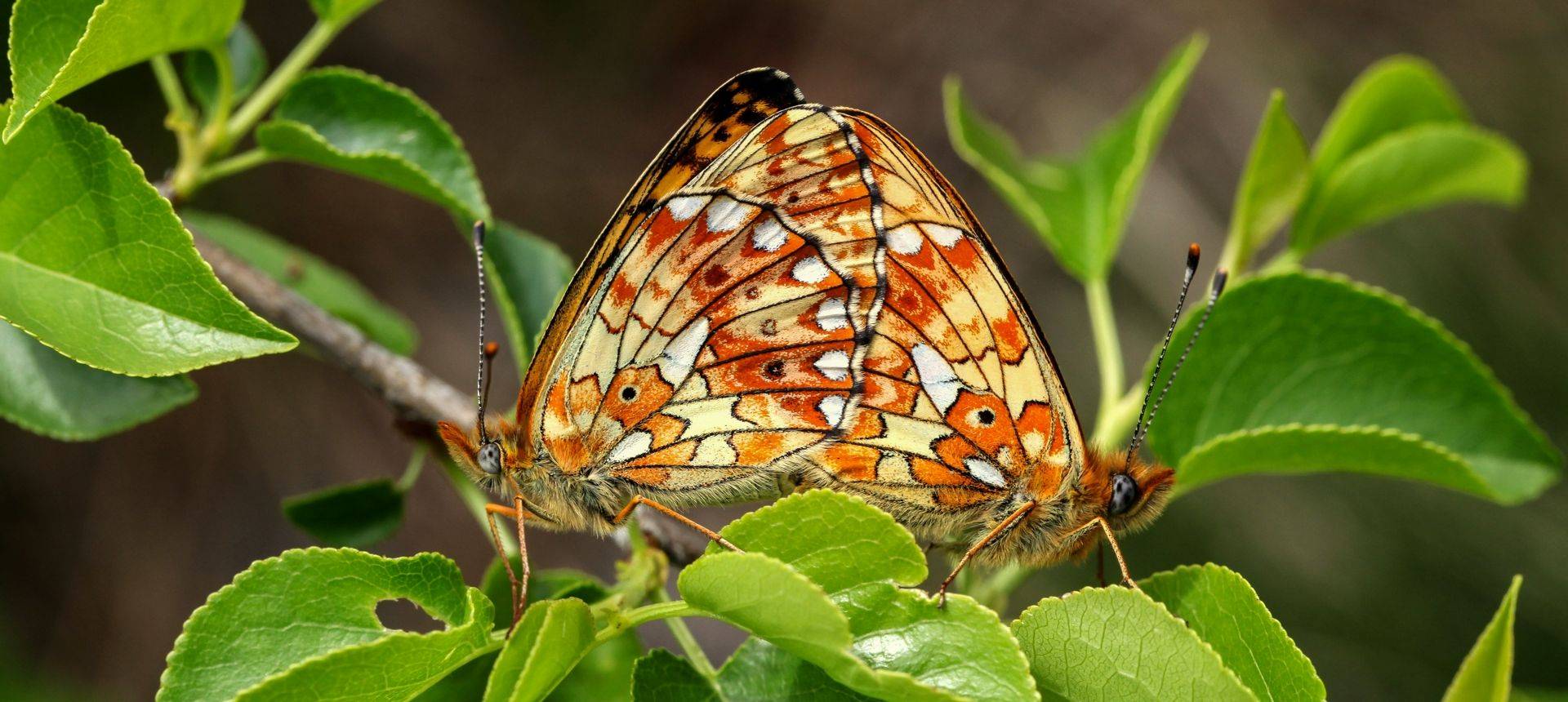 France - Butterflies of La Brenne - Naturetrek