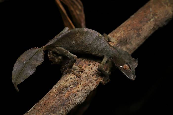 Satanic Leaf-tailed Gecko (Uroplatus phantasticus) © Bobby and Laura Bok, March 2026